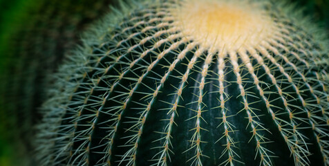 cactus (echinocactus) in the detail select focus, art picture of plant, macro photography of a...