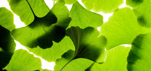 Green ginkgo leafs - Ginkgo biloba on white background