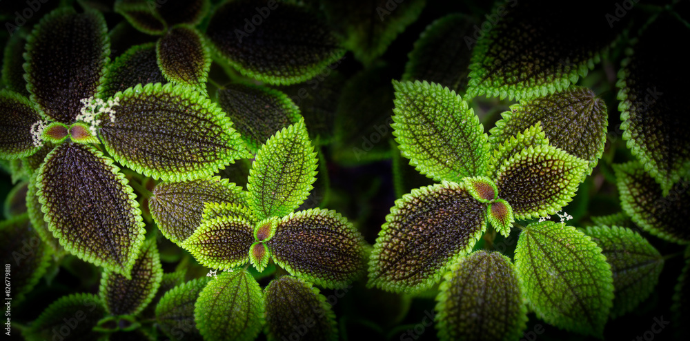 Poster the detail of tropic plant in a greenhouse