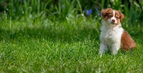 puppy of australian shepherd in the garden