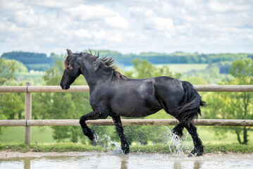 Magnifique cheval de race frison dans un élevage 