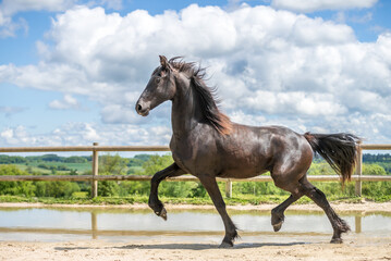 Magnifique cheval de race frison dans un élevage 