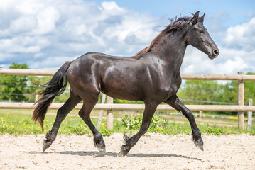 Magnifique cheval de race frison dans un élevage 