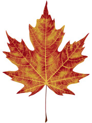 Obraz premium Isolated PNG Autumn Maple, GENERATIVE AI