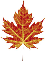 Isolated PNG Autumn Maple, GENERATIVE AI