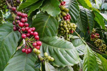 Robusta coffee beans are grown in tropical areas