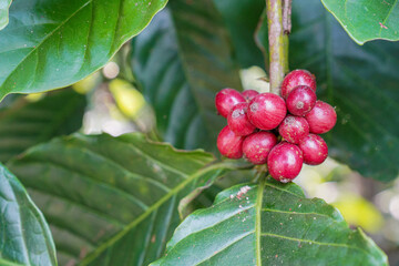 Robusta coffee beans are grown in tropical areas