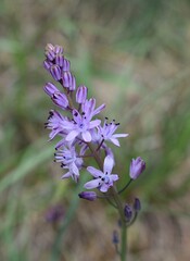 Fleurs sauvages en grappe de Scille d'automne, Autumn Squill (Prospero autumnale).