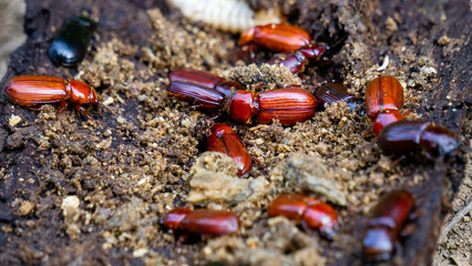Darkling beetle on rotten wood. Darkling beetle is the common name for members of the beetle family Tenebrionidae, comprising over 20,000 species in a cosmopolitan distribution