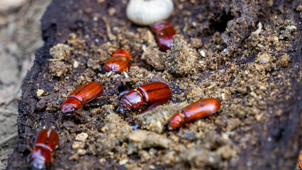 Darkling beetle on rotten wood. Darkling beetle is the common name for members of the beetle family Tenebrionidae, comprising over 20,000 species in a cosmopolitan distribution