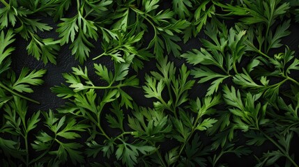 Fresh green carrot leaves on a dark background close up