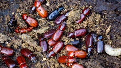 Darkling beetle on rotten wood. Darkling beetle is the common name for members of the beetle family Tenebrionidae, comprising over 20,000 species in a cosmopolitan distribution