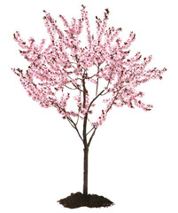 Obraz premium Beautiful blossoming spring tree isolated on white