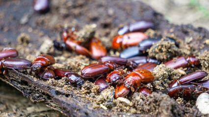 Darkling beetle on rotten wood. Darkling beetle is the common name for members of the beetle family Tenebrionidae, comprising over 20,000 species in a cosmopolitan distribution