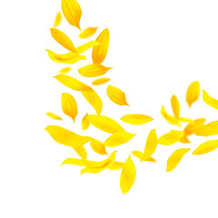 Sunflower petals in air on white background