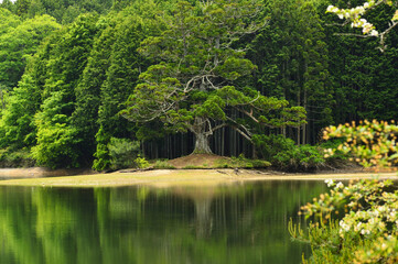 岩尾池の一本杉