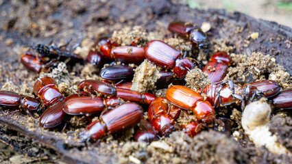 Darkling beetle on rotten wood. Darkling beetle is the common name for members of the beetle family Tenebrionidae, comprising over 20,000 species in a cosmopolitan distribution