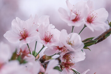 Fototapeta premium 桜