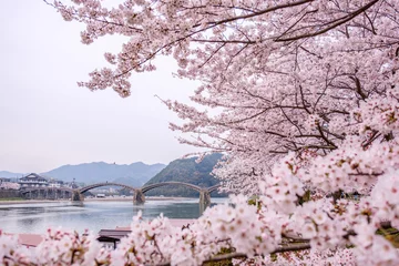 錦帯橋と桜