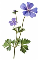 flower isolated on white