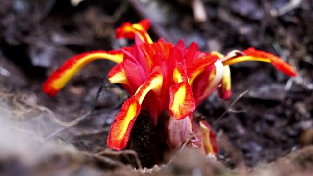 Etlingera punicea (Torch ginger flower). Etlingera punicea is part of the genus Etlingera and the family Zingiberaceae