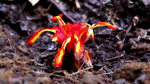 Etlingera punicea (Torch ginger flower). Etlingera punicea is part of the genus Etlingera and the family Zingiberaceae