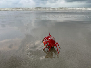 Red crab on deserted beach with storm in background, Cox's Bazaar, Bangladesh