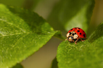 Closeup of a ladybug on a green leaf