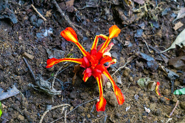 Etlingera punicea (Torch ginger flower). Etlingera punicea is part of the genus Etlingera and the family Zingiberaceae