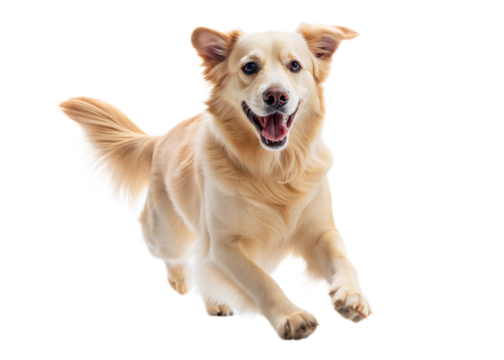 Excited golden retriever joyfully runs against a transparent background