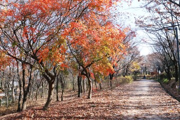 Naklejka premium 가을풍경, 수목원의 가을