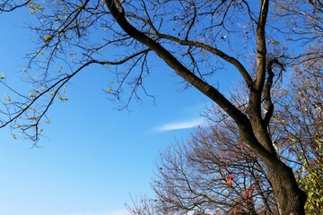 파란하늘과 나무
