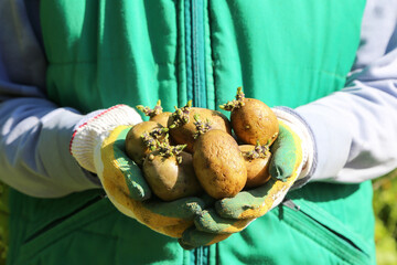 Sowing, planting potato seeds. Farmer hands in gloves with seed sprouts potatoes close up. Growing...