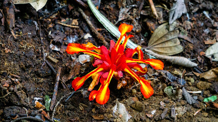Etlingera punicea (Torch ginger flower). Etlingera punicea is part of the genus Etlingera and the family Zingiberaceae