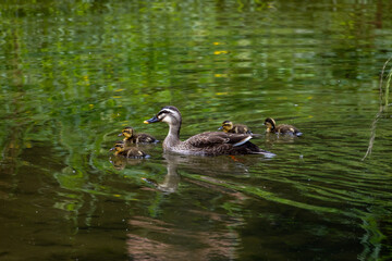 Obraz premium 흰뺨검둥오리 가족 