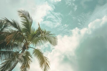 Fototapeta premium Palm tree tops against a cloudy sky