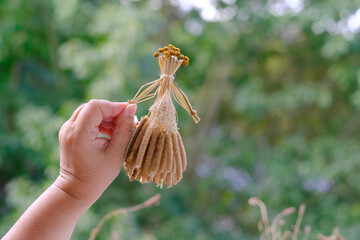 female hands holds ritual doll made of straw, grass in honor rich harvest, scarecrow for fertility,...