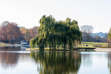 Obraz premium Tree overlooking a lake in a park