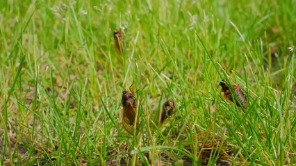 Cicada emerging from ground, many cicadas are sitting on the grass. Move camera