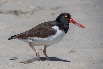 Close-up of American Oystercatcher on Cape May Point State Park Beach