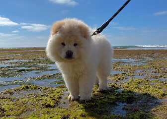 A male cream Chow Chow puppy explores Sunset Cliffs tide pools in San Diego under the mid-day sun, enjoying the coastal scenery.