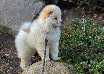 A cream Chow Chow puppy stands proudly on a garden rock, enhancing the serenity of the lush green garden with its adorable presence, capturing a heartwarming moment in nature.