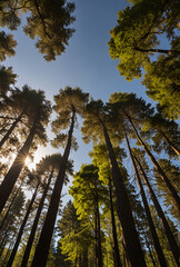 Fototapeta premium Surrounded by Tall Trees, low angle shot 
