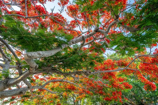 royal poinciana