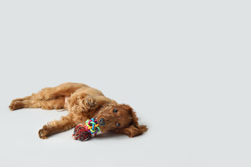 Cute cocker spaniel with pet toys lying on grey background