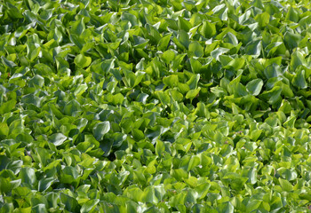 water hyacinth plant in the river