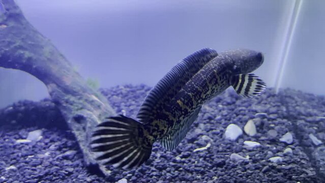 Footage of a channa auranti. This is a very rare fish from inland india.
