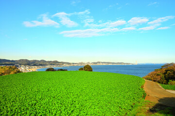 三浦海岸　海　神奈川県三浦市南下浦