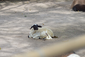 the sheep is resting in country farm