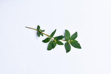 The leaves of patikan kebo (Euphorbia hirta L, Garden spurge, Asma weed, Snake weed, Milkweeds)...